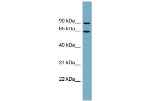 WB Suggested Anti-SLC12A8 Antibody Titration:  0. (SLC12A8 抗体  (N-Term))