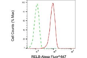 anti-V-Rel Reticuloendotheliosis Viral Oncogene Homolog B (RELB) antibody