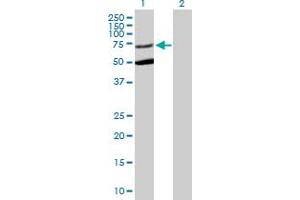 Western Blot analysis of STXBP3 expression in transfected 293T cell line by STXBP3 MaxPab polyclonal antibody. (STXBP3 抗体  (AA 1-592))