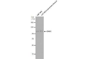 Dystroglycan 抗体