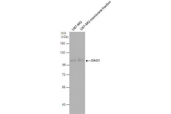 Dystroglycan 抗体