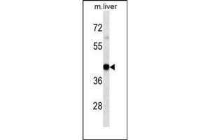 HLA-A Antibody western blot analysis in mouse Liver tissue lysates (35 μg/lane). (HLA-A 抗体  (AA 70-99))