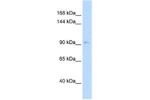 Western Blotting (WB) image for anti-Neural Precursor Cell Expressed, Developmentally Down-Regulated 9 (NEDD9) (Middle Region) antibody (ABIN2784461)