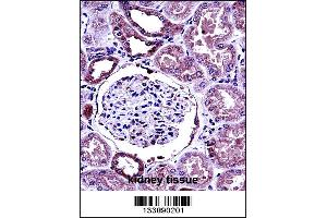 BMP7 Antibody immunohistochemistry analysis in formalin fixed and paraffin embedded human kidney tissue followed by peroxidase conjugation of the secondary antibody and DAB staining. (BMP7 抗体  (C-Term))