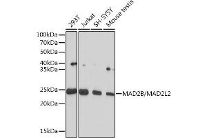 MAD2L2 抗体