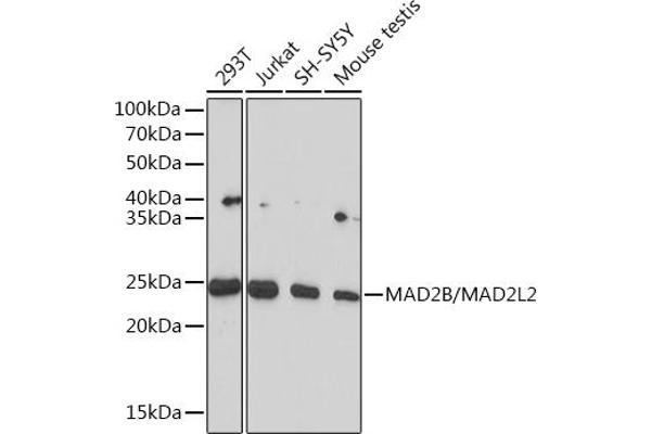 MAD2L2 抗体