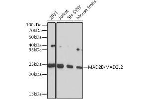 Western blot analysis of extracts of various cell lines, using MB/MB/ML2 Rabbit mAb (ABIN1679325, ABIN3019109, ABIN3019110 and ABIN7101716) at 1:1000 dilution. (MAD2L2 抗体)