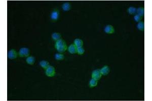 Immunofluorescent staining of human THP1 cells with LFA-1 antibody at 1ug/ml.