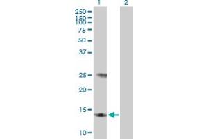 Western Blot analysis of MGST3 expression in transfected 293T cell line by MGST3 MaxPab polyclonal antibody. (MGST3 抗体  (AA 1-152))