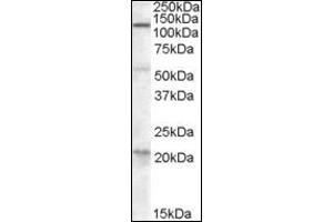 Image no. 2 for anti-Diacylglycerol Lipase, alpha (DAGLA) (C-Term) antibody (ABIN375189) (DAGLA 抗体  (C-Term))