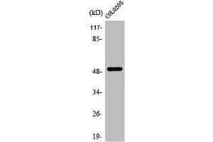 Western Blot analysis of COS7 cells using PPP4R1L Polyclonal Antibody (PPP4R1L 抗体  (Internal Region))