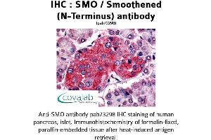 Image no. 1 for anti-Smoothened Homolog (Drosophila) (SMO) (Extracellular Domain), (N-Term) antibody (ABIN1739462) (SMO 抗体  (Extracellular Domain, N-Term))