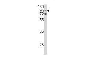 Western Blotting (WB) image for anti-Eukaryotic Translation Initiation Factor 2C, 1 (EIF2C1) (AA 27-56), (N-Term) antibody (ABIN390473)