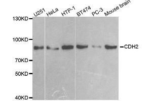 Western blot analysis of extracts of various cell lines, using CDH2 antibody. (N-Cadherin 抗体)