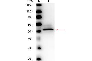 Western Blot of Rabbit anti-Hexokinase Antibody Peroxidase Conjugated. (Hexokinase 抗体  (HRP))