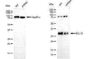 Western blotting analysis using BCL10 antibody (ABIN7800913). (Recombinant BCL10 Immune Signaling Adaptor 抗体)