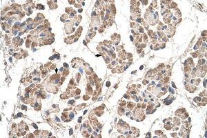 Image no. 1 for anti-Motile Sperm Domain Containing 3 (MOSPD3) (C-Term) antibody (ABIN205067) (MOSPD3 抗体  (C-Term))