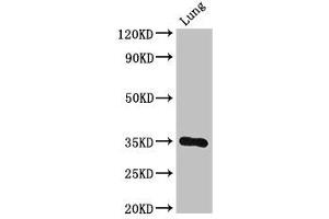 Western Blot Positive WB detected in: Mouse lung tissue All lanes: DPM1 antibody at 3 μg/mL Secondary Goat polyclonal to rabbit IgG at 1/50000 dilution Predicted band size: 30 kDa Observed band size: 30 kDa (DPM1 抗体  (AA 2-260))