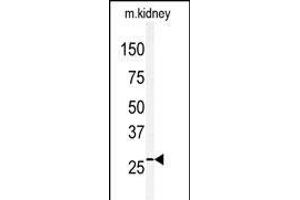 Western blot analysis of anti-CLDN2 Antibody (C-term) (ABIN390292 and ABIN2840731) in mouse kidney tissue lysates (35 μg/lane). (Claudin 2 抗体  (C-Term))