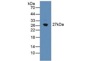 Figure. (SDF4 抗体  (AA 184-382))