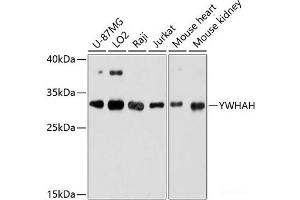 Western blot analysis of extracts of various cell lines using YWHAH Polyclonal Antibody at dilution of 1:3000. (14-3-3 eta 抗体)