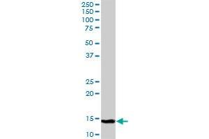C19orf10 MaxPab polyclonal antibody. (C19orf10 抗体  (AA 1-173))