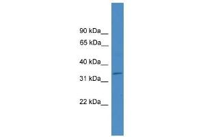 ELMOD1 antibody used at 0. (ELMOD1 抗体  (Middle Region))
