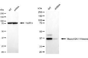 Western blotting analysis using macroH2A. (Recombinant Histone, H2A1, Macro 抗体)