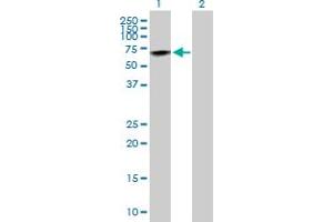 Western Blot analysis of PRCP expression in transfected 293T cell line by PRCP MaxPab polyclonal antibody. (PRCP 抗体  (AA 1-496))