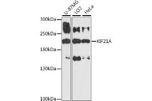 Western blot analysis of extracts of various cell lines, using KIF21A antibody (ABIN7268127) at 1:1000 dilution. (KIF21A 抗体  (AA 1070-1270))