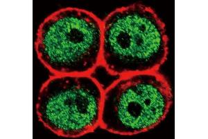 Confocal immunofluorescent analysis of PCNA Antibody (Center) (ABIN389345 and ABIN2839454) with Hela cell followed by Alexa Fluor 488-conjugated goat anti-rabbit lgG (green). (PCNA 抗体  (AA 89-117))