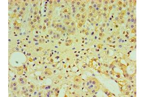 Immunohistochemistry of paraffin-embedded human adrenal gland tissue using ABIN7156608 at dilution of 1:100 (IL29 抗体  (AA 21-200))