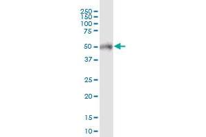 POTEA MaxPab polyclonal antibody. (POTEA 抗体  (AA 1-498))
