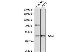 Western blot analysis of extracts of various cell lines, using G antibody (ABIN6130421, ABIN6140970, ABIN6140972 and ABIN6218456) at 1:3000 dilution. (GAS7 抗体  (AA 1-412))