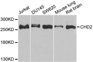 Western blot analysis of extracts of various cell lines, using CHD2 antibody (ABIN1980262) at 1:1000 dilution. (CHD2 抗体)