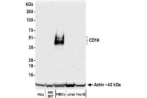 Western Blotting (WB) image for anti-CD16 (CD16) (AA 21-201) antibody (ABIN7449423)