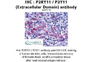Image no. 1 for anti-Purinergic Receptor P2Y, G-Protein Coupled, 11 (P2RY11) (3rd Extracellular Domain) antibody (ABIN1737752)