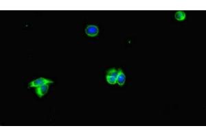 Immunofluorescent analysis of HepG2 cells using ABIN7169360 at dilution of 1:100 and Alexa Fluor 488-congugated AffiniPure Goat Anti-Rabbit IgG(H+L) (Albumin 抗体  (AA 76-389))