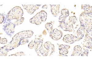 Detection of ACVA in Human Placenta Tissue using Polyclonal Antibody to Activin A (ACVA) (ACVA 抗体  (AA 44-178))