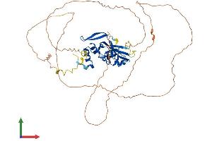 Protein Structure (PS) image for T-Box 22 (TBX22) (AA 1-520) protein (His tag) (ABIN7544387)