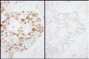 Immunohistochemistry (IHC) image for anti-RNA Polymerase II (pSer2) antibody (ABIN7448778) (RNA Polymerase II 抗体  (pSer2))