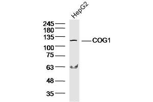 Lane 1: HepG2 lysates probed with COG1 Polyclonal Antibody, Unconjugated  at 1:300 overnight at 4˚C. (COG1 抗体  (AA 501-600))