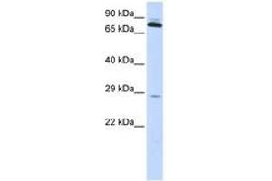 Image no. 1 for anti-Thiamin Pyrophosphokinase 1 (TPK1) (AA 36-85) antibody (ABIN6743830) (TPK1 抗体  (AA 36-85))