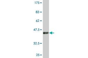 Western Blot detection against Immunogen (44 KDa) .