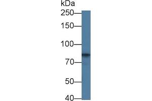 Detection of CDH5 in Bovine Kidney lysate using Polyclonal Antibody to Cadherin 5 (CDH5) (Cadherin 5 抗体  (AA 68-307))