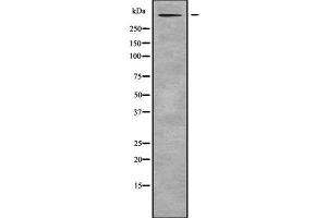 Western blot analysis of RELN using RAW264. (Reelin 抗体  (N-Term))