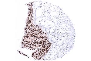 anti-GATA Binding Protein 3 (GATA3) antibody