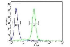 c-Fos antibody flow cytometric analysis of 293 cells (right histogram) compared to a negative control cell (left histogram). (c-FOS 抗体  (AA 263-291))