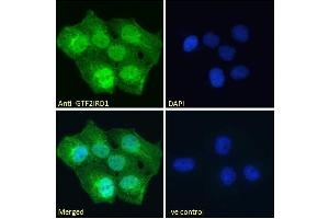 Immunofluorescence (IF) image for anti-General Transcription Factor II I Repeat Domain-Containing 1 (GTF2IRD1) (Internal Region) antibody (ABIN185681)