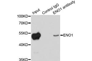 Immunoprecipitation analysis of 200ug extracts of HeLa cells using 1ug ENO1 antibody. (ENO1 抗体)